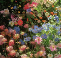 Packet of mixed wildflower seeds including purpleflower holly leaf with cold and drought resistant grasses