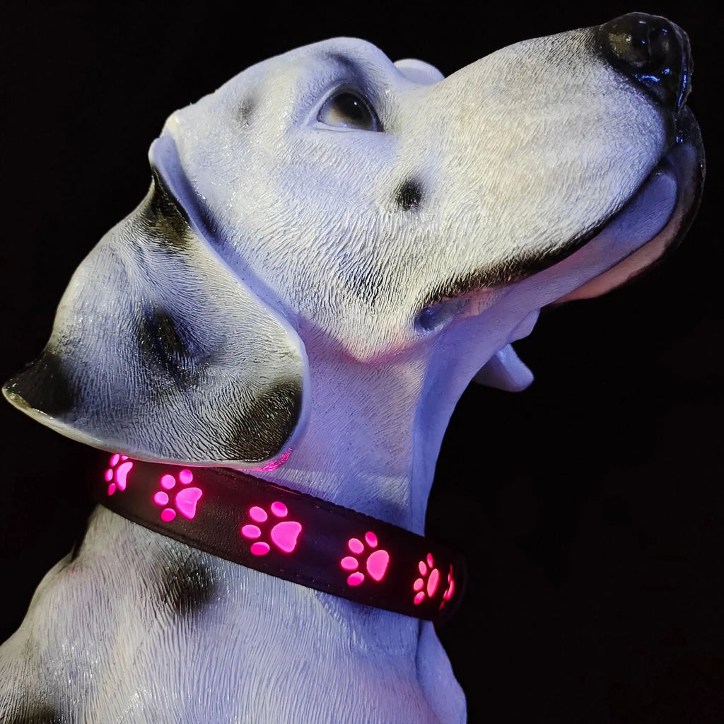 A paw print patterned cat collar with multi-colour LED lights, showing S, M, L size options.