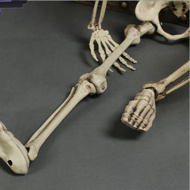 Full-length plastic skeleton prop standing at 170 cm height with detailed skull.