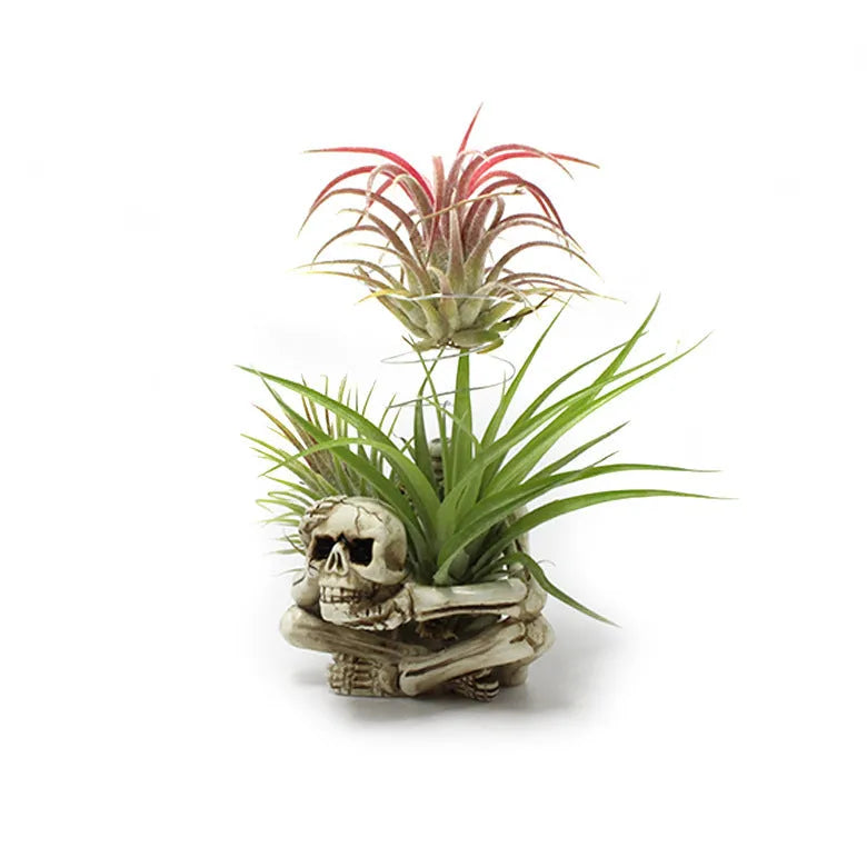 Gothic skull resin Tillandsia bracket for soilless air plant display measuring 7*8*12.5cm