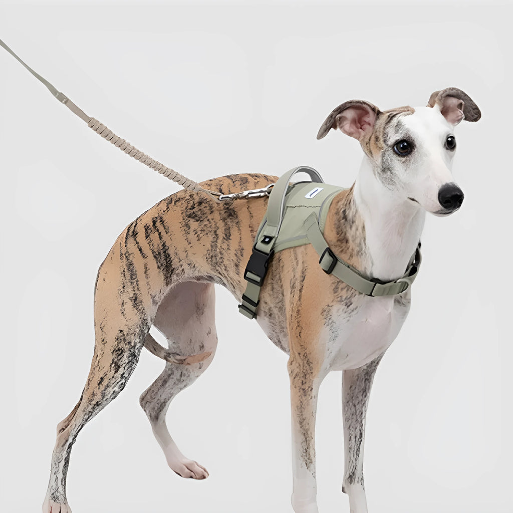 Dog chest back vest leash in buckwheat grey made from eco-friendly RPET and nylon with adjustable straps
