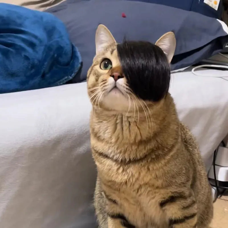 Black polyester fox-style wig for cats on a white background.