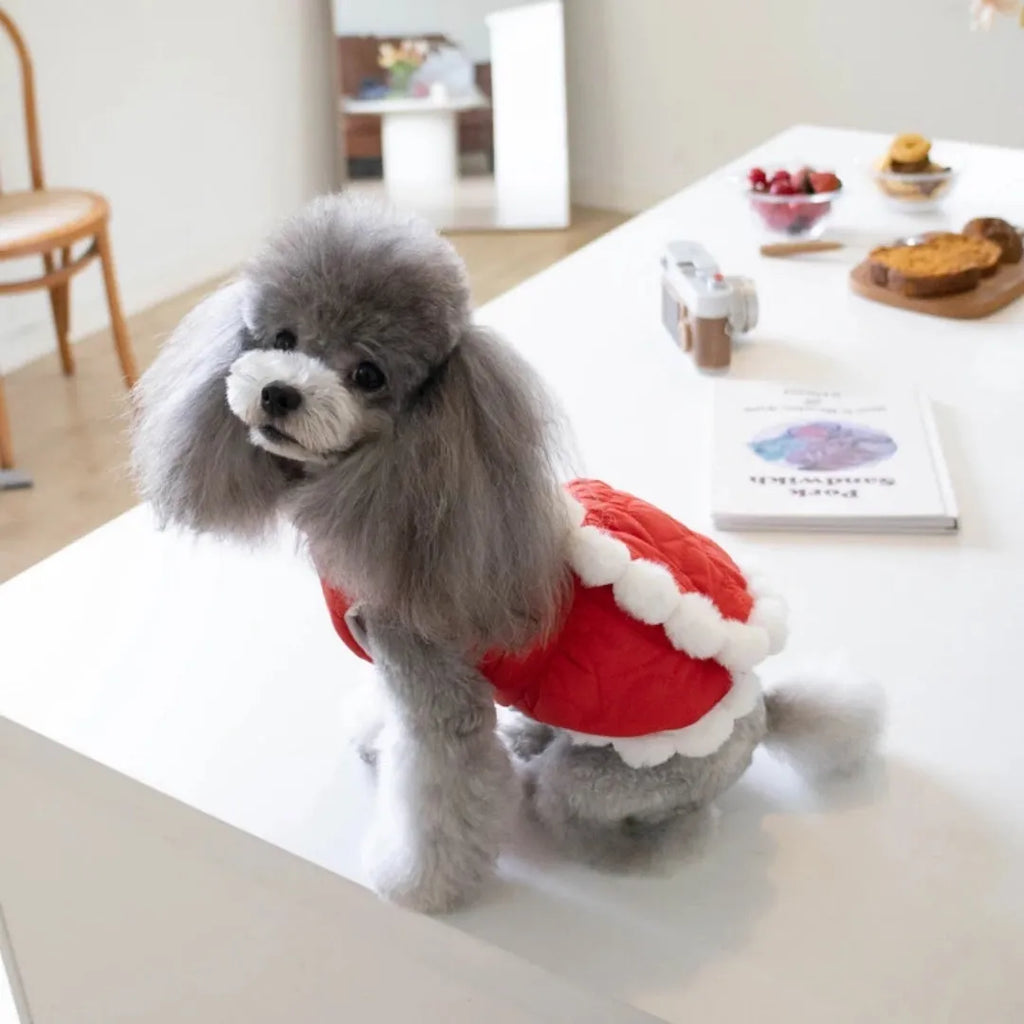 Red cotton pet coat with Chinese knot collar for dog or cat during Christmas or Chinese New Year
