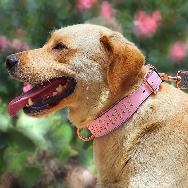 Leather dog collar with metal rivets in chocolate colour, shown with a D-ring and buckle.
