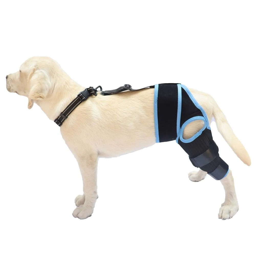 A neoprene dog hind leg knee brace assist strap shown in sky blue, wrapped around a canine leg model.