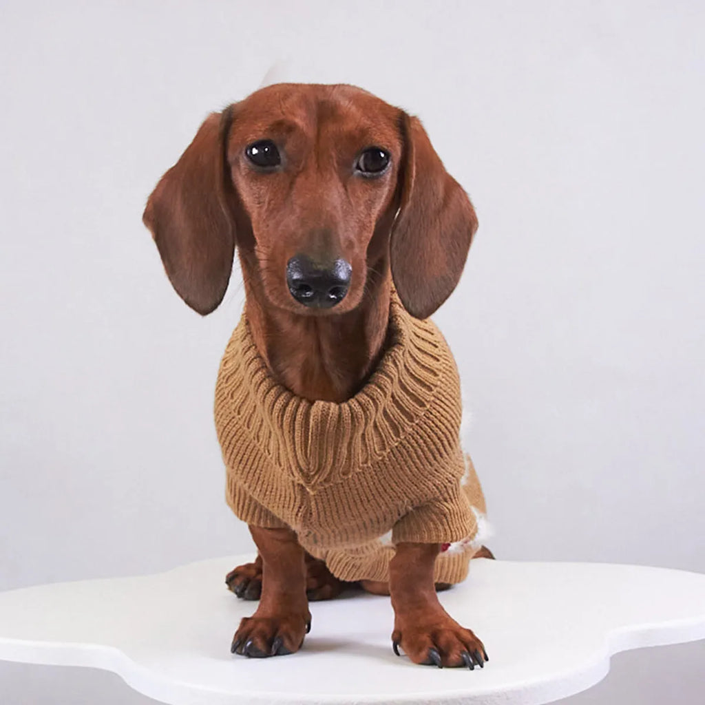 Pet Christmas mink sweater in green on a dog, casual style, soft lining for warmth