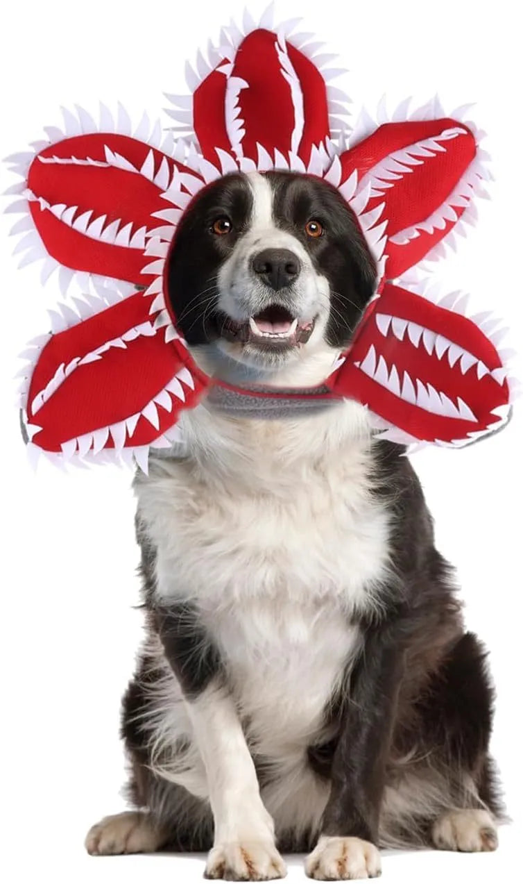 Medium dog wearing Halloween demon chomper costume with scary flower headband