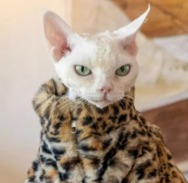 Fluffy leopard pattern short plush cat coat for hairless breeds on a Sphynx cat
