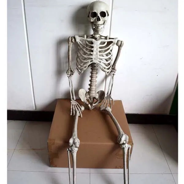 Full-length plastic skeleton prop standing at 170 cm height with detailed skull.