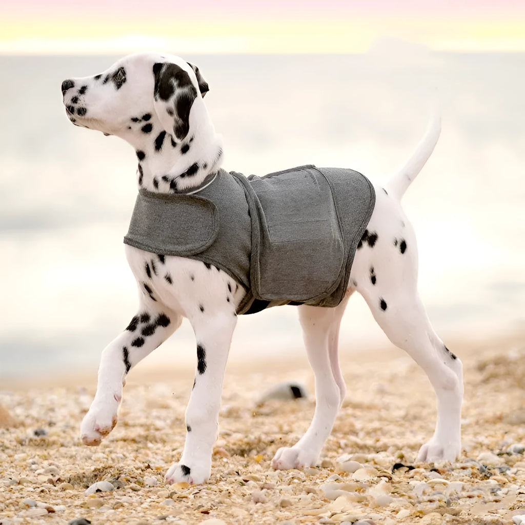 Heather grey dog anxiety vest in brocade cotton fabric on a medium-sized dog.
