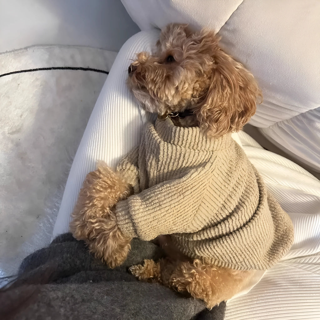 Brown knitted cloth pullover sweater on a small dog, showing casual style.