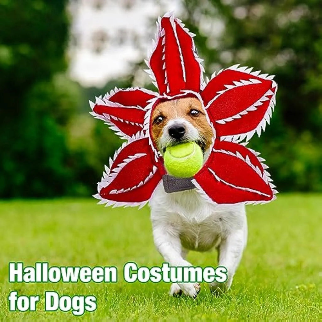 Medium dog wearing Halloween demon chomper costume with scary flower headband