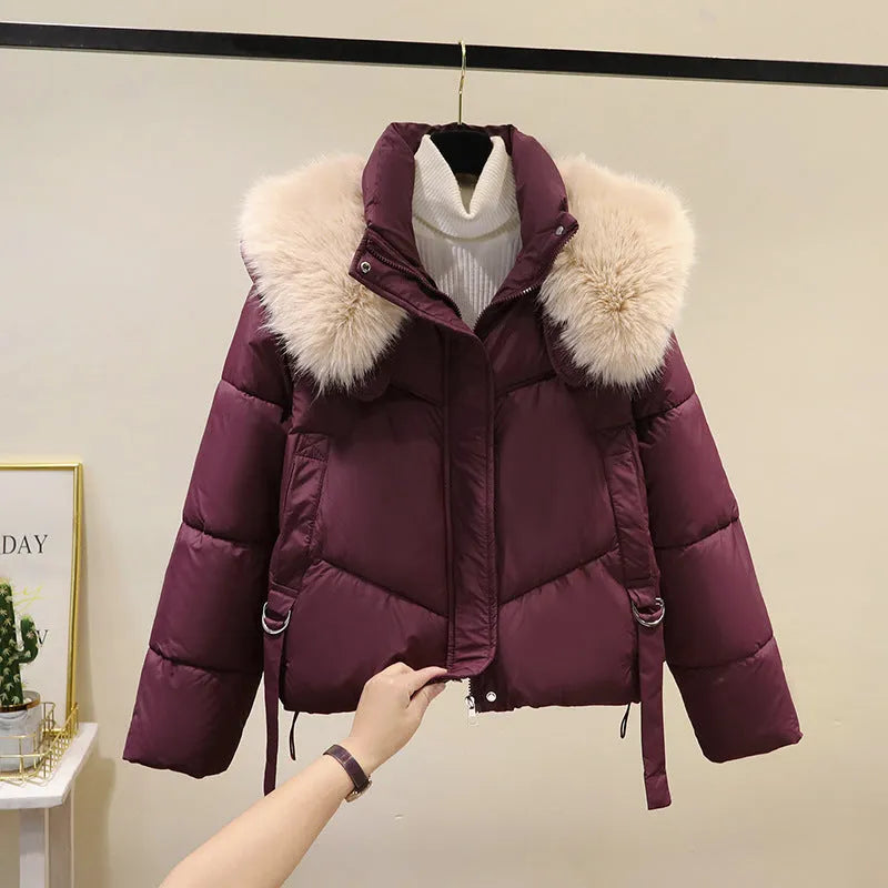Women's short cotton-padded jacket with stand-up collar in claret, brown, black or white colour options