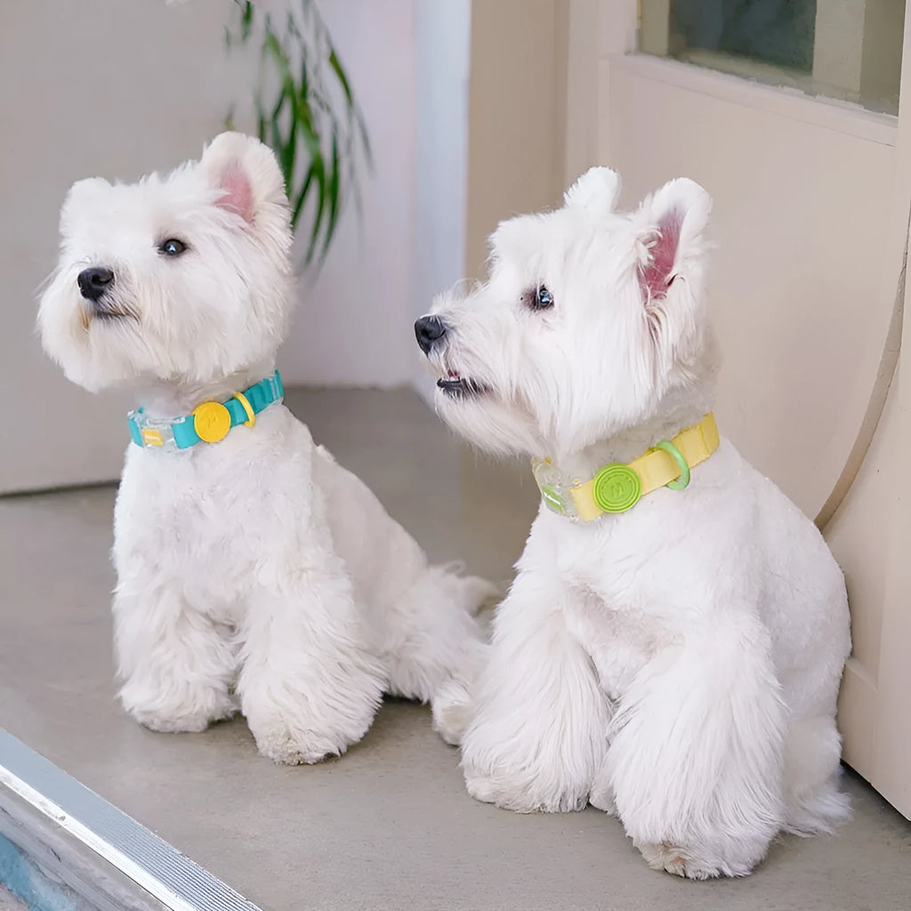 Nylon dog leash and collar set in choice of four colours with hand-holding rope.