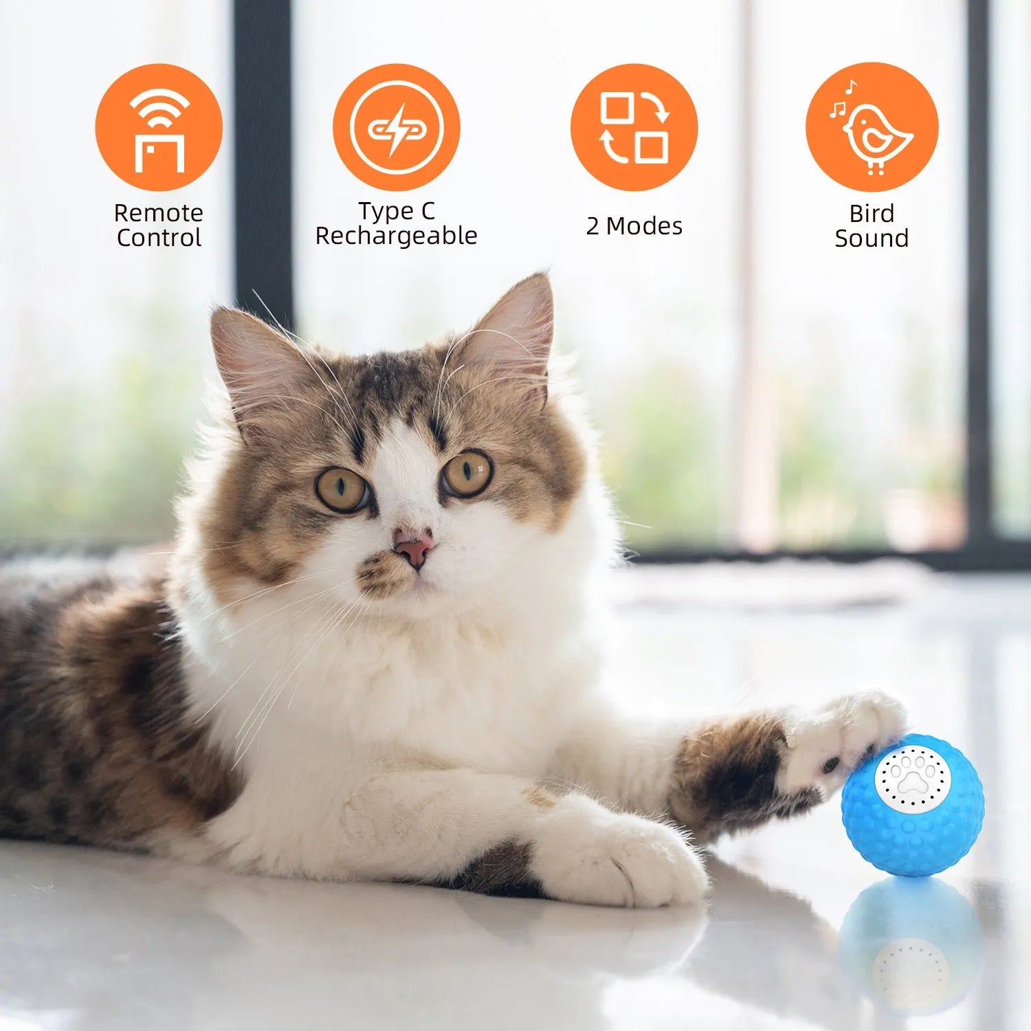 Remote control and a coloured ball cat toy on a floor