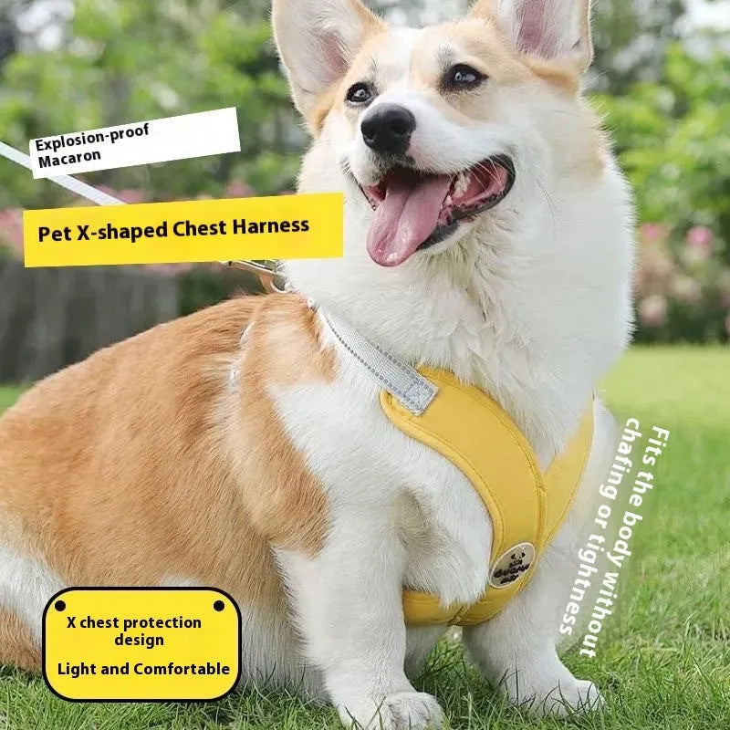 Polyester dog harness and rope lead set in blue, shown on a model dog.