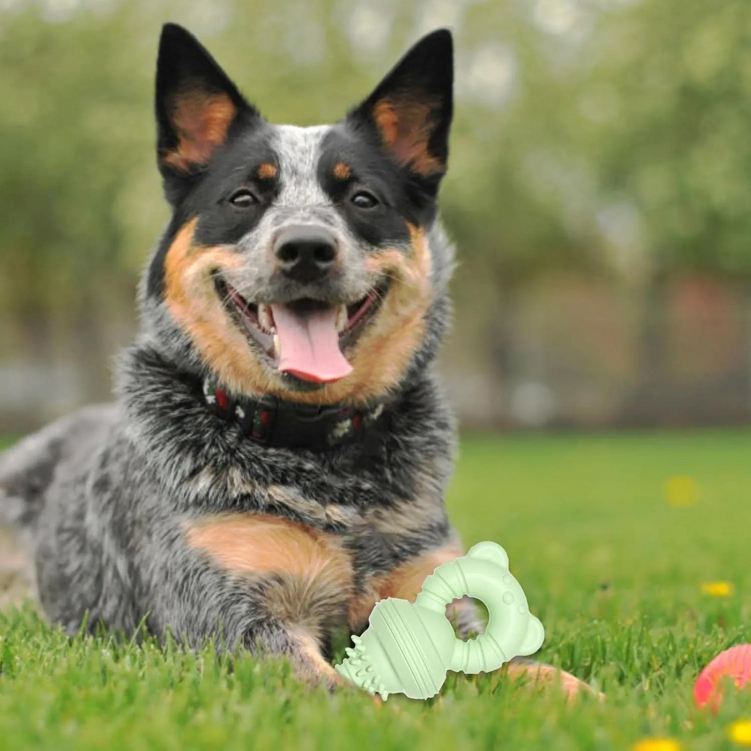 Blue rubber dog chew toy with textured surface for cleaning teeth, shown next to a measuring tape indicating 13.5cm diameter.