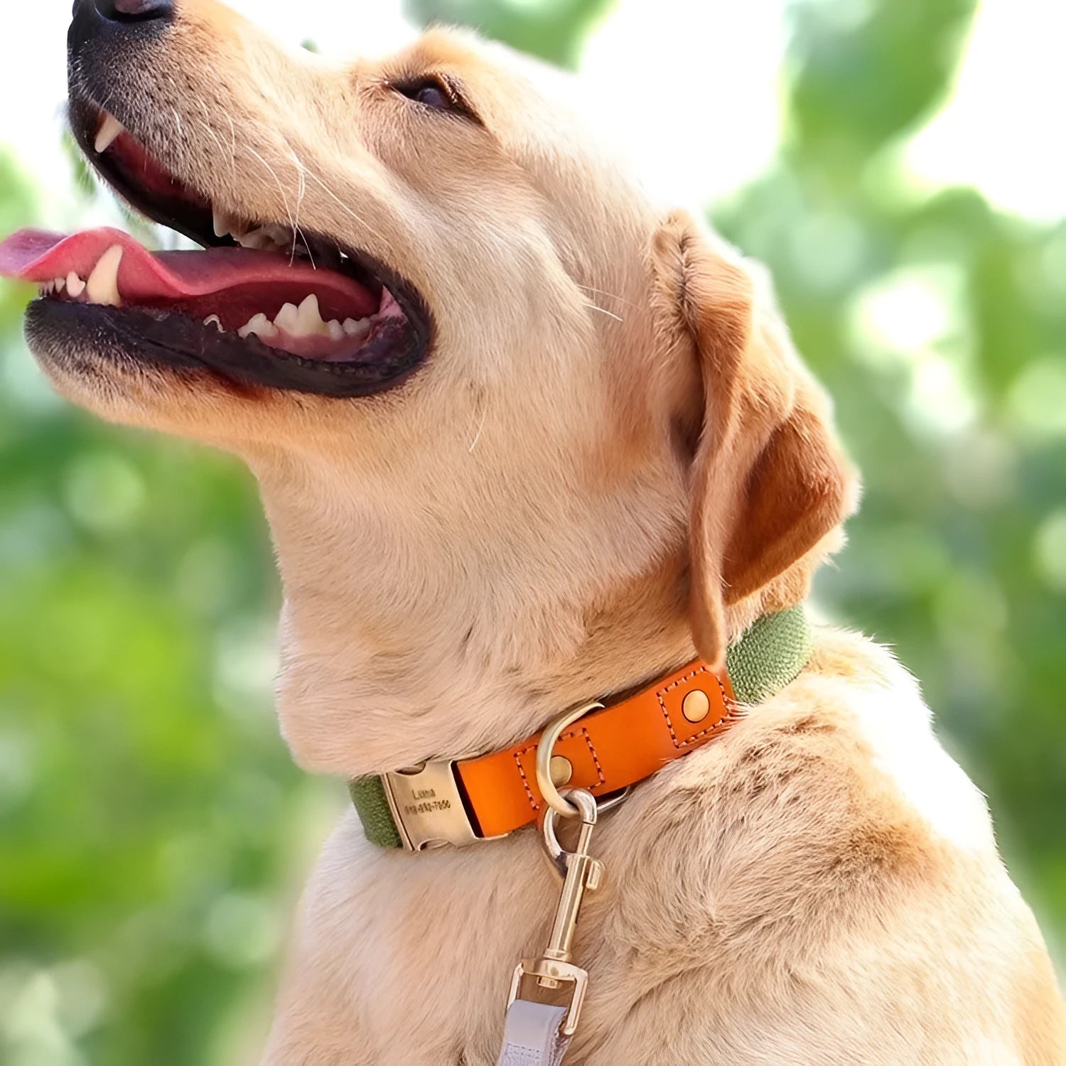Small dog mohair neck collar and attached traction rope in Mo Landi green with lettering detail.