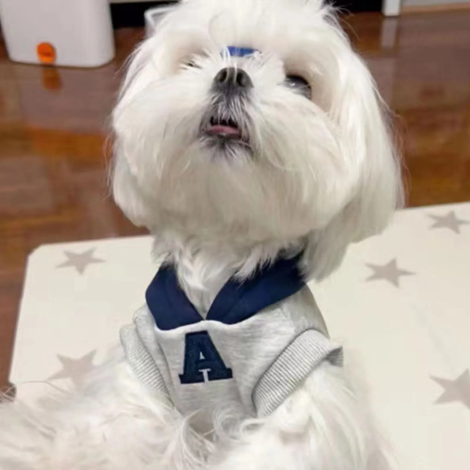 Blue and grey white pet hoodie with reflective letters for cats and dogs in slim-fitting casual style