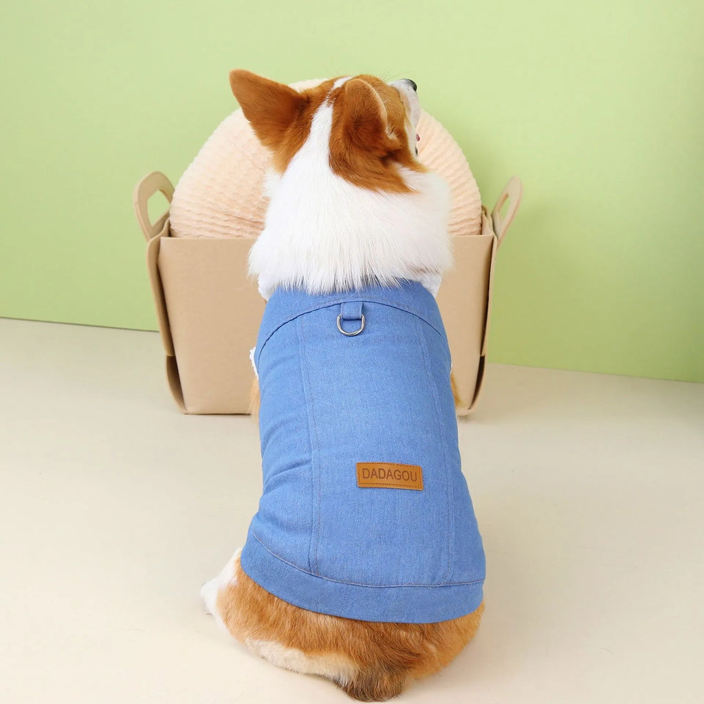 Corgi dog wearing dark blue denim cotton coat with size label visible